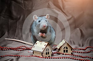 Blue irish domestic cute rat on brown background sits near New Year house, folded paws together, symbol of year 2020