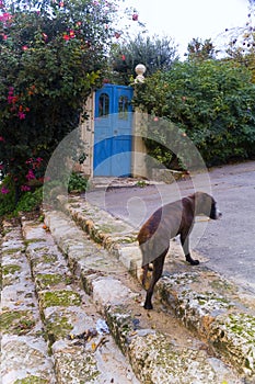 A blue iron gate to a yard and a dog in the town of Zichron Yaakov in northwestern Israel.