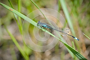 Blue Ischnura Elegans, also called blue-tailed damselfly