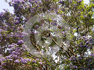 Blue Jacaranda photo