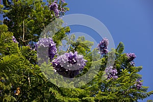 Blue Jacaranda, Southern California