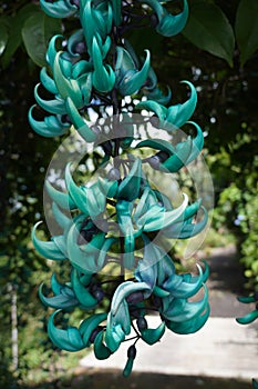 Blue Jade Vine