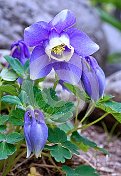 Blue Japanese Fan Columbine Flower