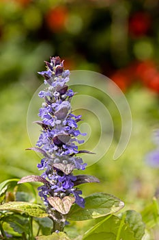 Blue jasmine (Ajuga reptans)