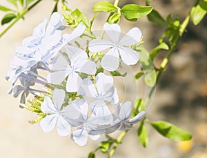 blue jasmine flower, plumbago auriculata, family of plumbaginaceae
