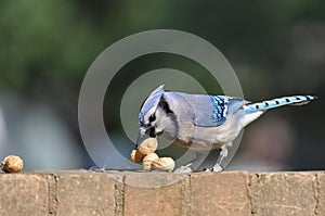 Blue jay