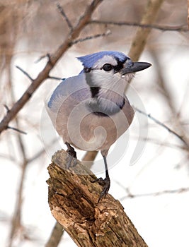 Blue Jay