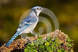 Blue Jay