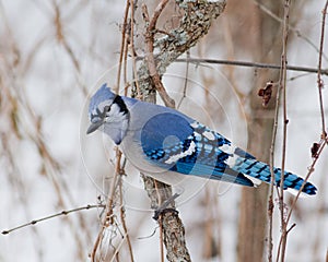Blue Jay