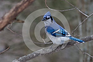 Blue Jay