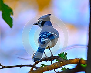 Blue Jay