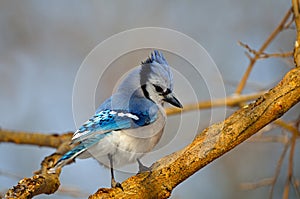 Blue Jay