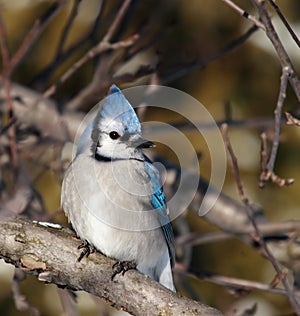 Blue Jay