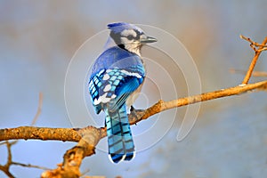 Blue Jay