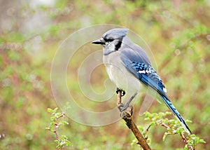 Blue jay