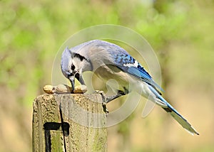 Blue Jay