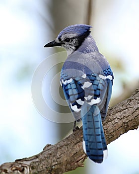 Blue Jay