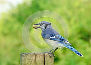 Blue Jay