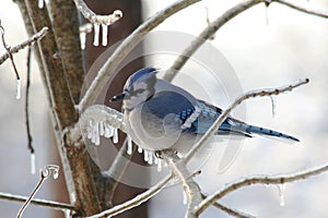 Blue Jay