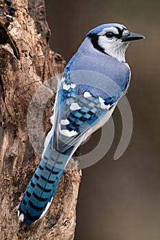 A Blue Jay