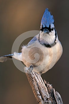 Blue Jay