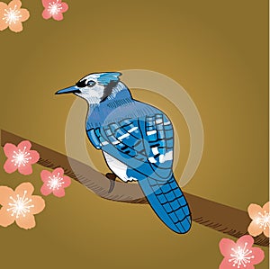 Blue jay