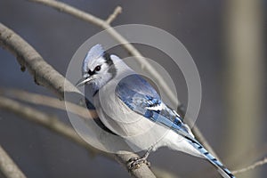 Blue Jay