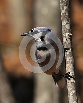 Blue Jay