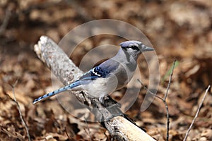 Blue Jay