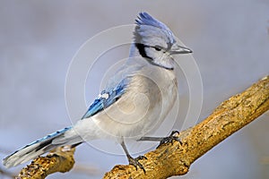 Blue Jay