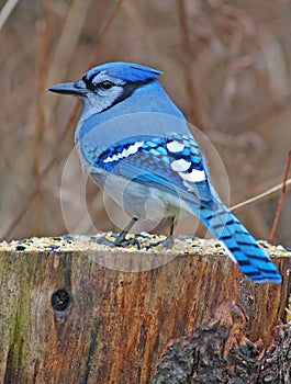 Blue Jay