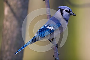 Blue Jay