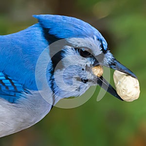 Blue Jay