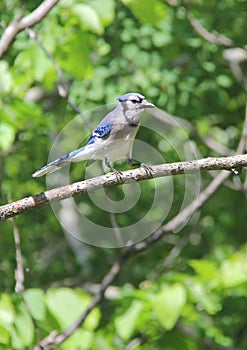 Blue jay