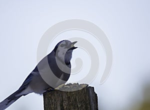 Blue Jay Against A Pale Blue Backdrop