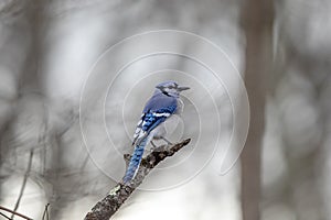 Blue jay along the Hudson River