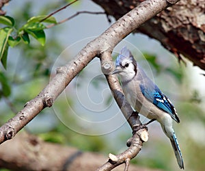 Blue Jay in an apple tree