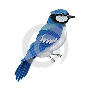 Blue Jay as Warm-blooded Vertebrates or Aves with Feathers and Toothless Beaked Jaw Vector Illustration