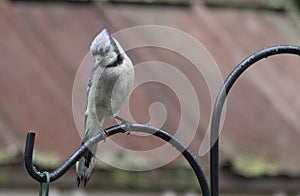 Blue Jay asserting Dominance