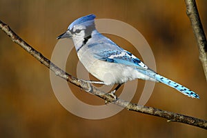 Blue Jay with Autumnal Backdrop