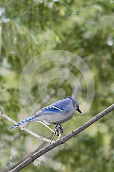 Blue Jay with Banded Leg