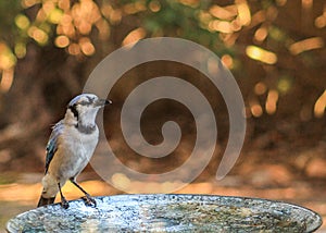 Blue Jay bath 2