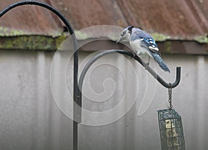 Blue Jay being curious at the feeder