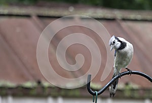 Blue Jay being a snob to others