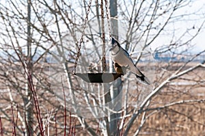 Blue Jay being very wary as it inspects a bird feeder