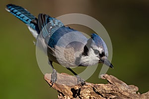 Blue Jay