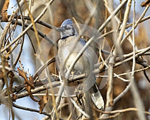 Blue jay, binomial name Cyanocitta cristata, perched on a tree limb in Dallas, Texas.