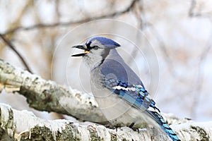 Blue Jay on Birch