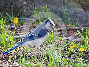 Blue Jay bird