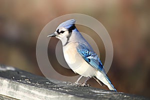 Blue Jay bird